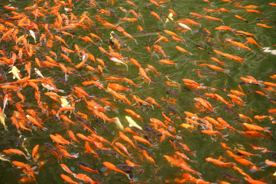 湖面的红色锦鲤鱼群