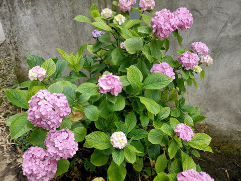 绣球花