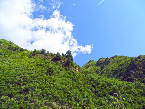 山坡草原