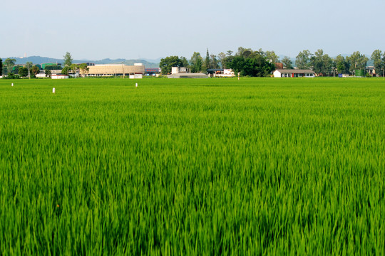 水稻田