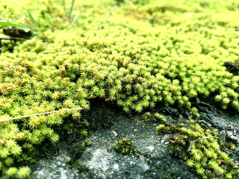 青石苔藓