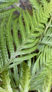 蕨类植物