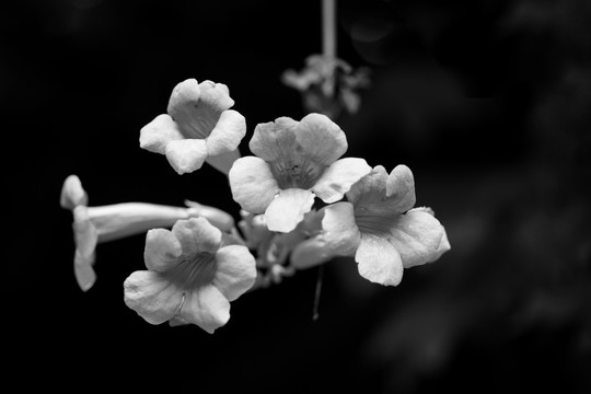 黑白花卉