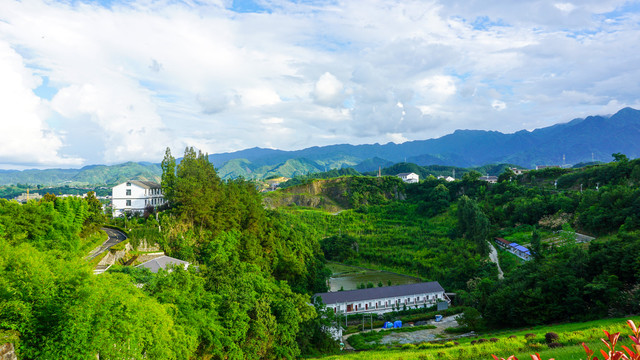 龙湖湿地绿树