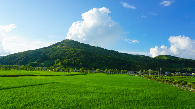 中峰贡米基地大山