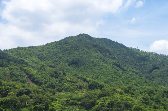 高山绿