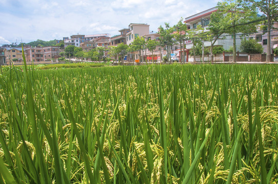 水稻田风景