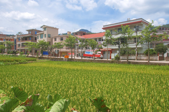 樟脚村乡土风景