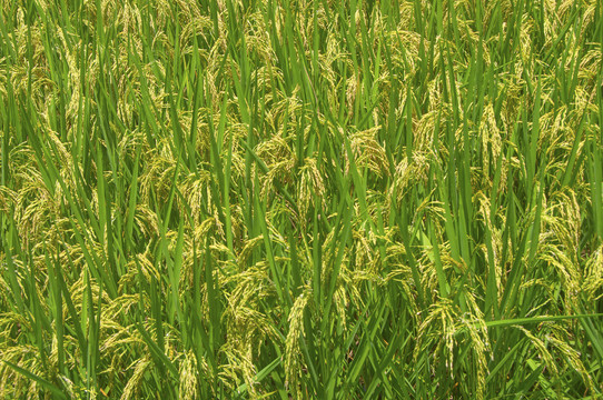 水稻稻米