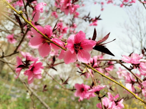 碧桃花