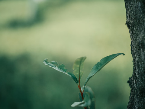 枝芽