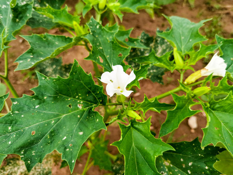 紫花重瓣曼陀罗