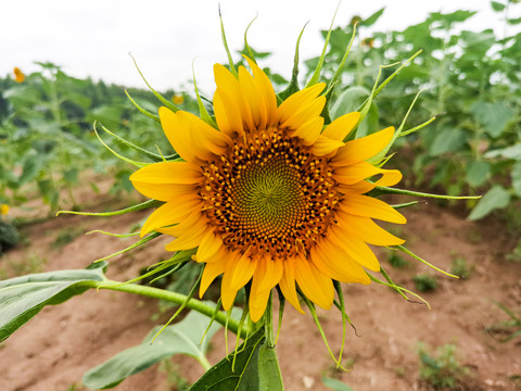 太阳花