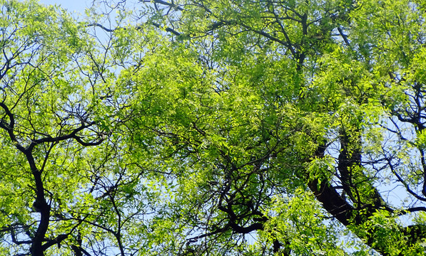 树枝绿叶吊顶