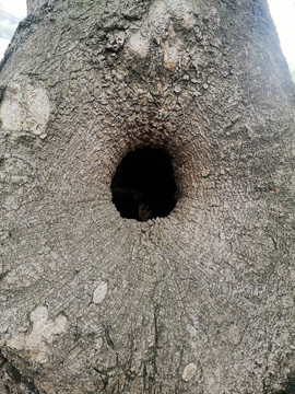 树洞
