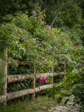 蔷薇花园
