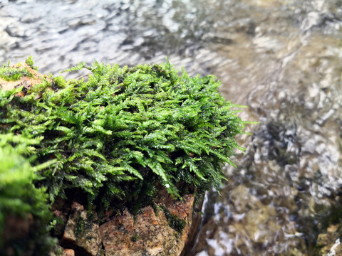 亲水的苔藓