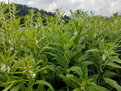 芝麻