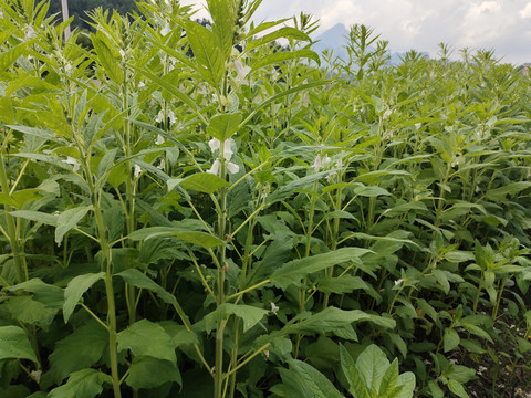 芝麻花
