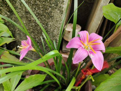 水仙花