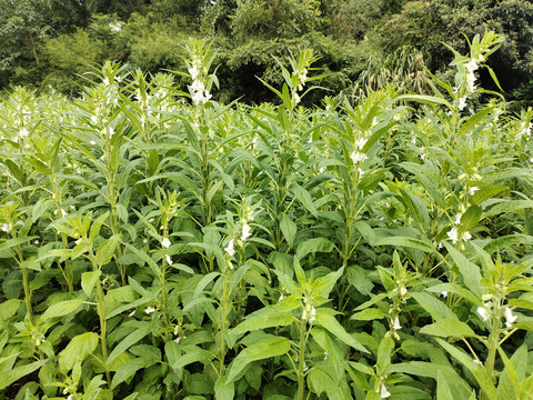 芝麻种植