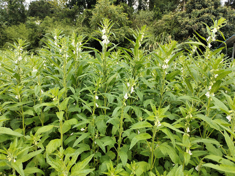 芝麻种植