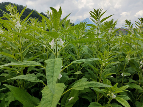芝麻与天空