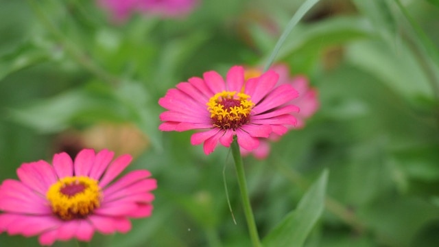 百日菊