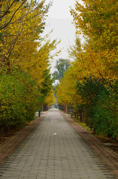 北京朝阳区白鹿公园