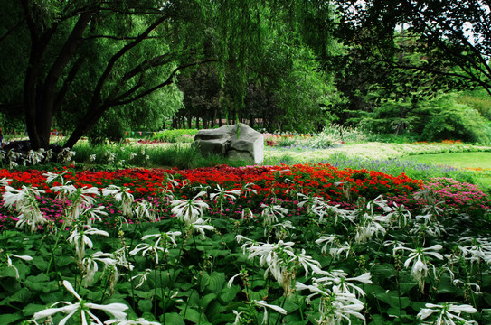 北京海淀公园海淀花谷荷花