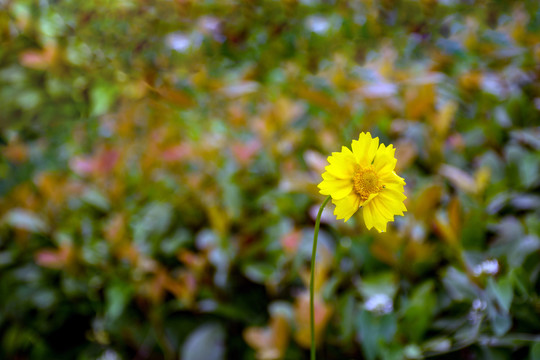 野菊花