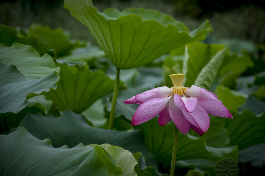 荷花