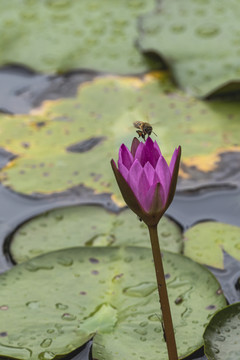 红色睡莲飞翔蜜蜂