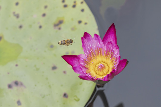 红色睡莲飞翔蜜蜂