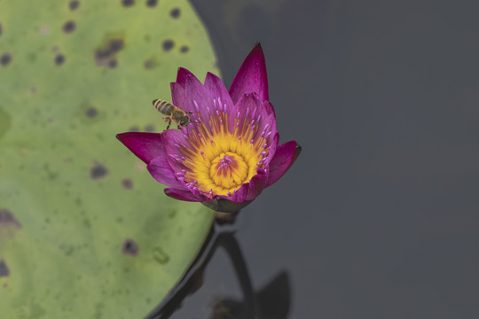 红色睡莲飞翔蜜蜂