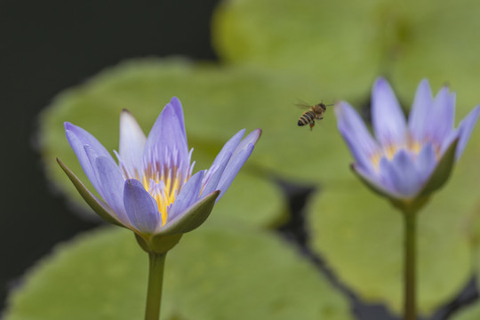 紫色睡莲与蜜蜂