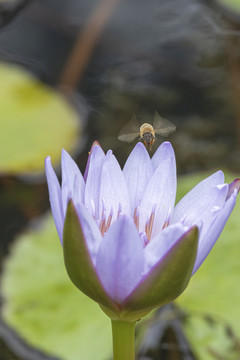 紫色睡莲与蜜蜂