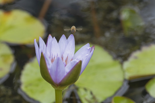 紫色睡莲与蜜蜂