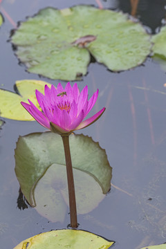 红色睡莲飞翔蜜蜂