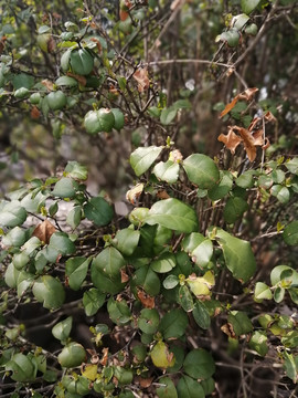 绿色植物背景绿叶绿植园艺