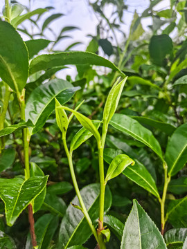 普洱茶