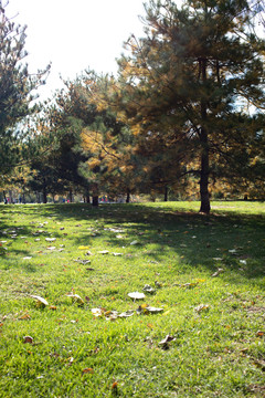 秋天公园的树和草地
