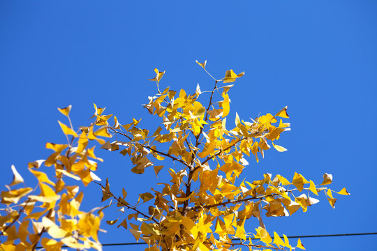 秋季蓝天下的银杏叶子