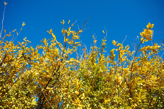 秋季蓝天下金黄的石榴树叶