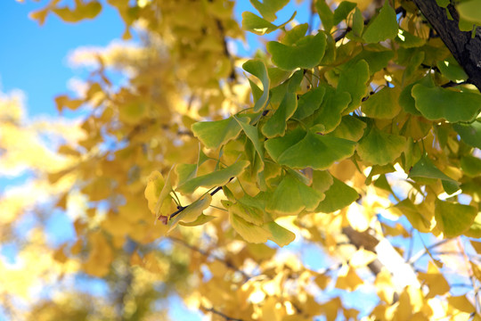 秋天银杏树上的黄叶