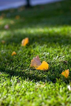 秋天草地上的银杏叶