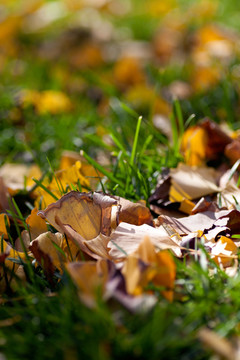 公园里秋天满草地的银杏叶