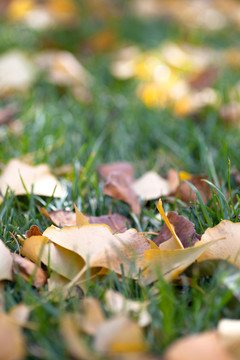 深秋飘落在草地上的银杏叶