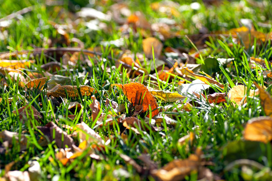 秋季落在草地上的黄叶