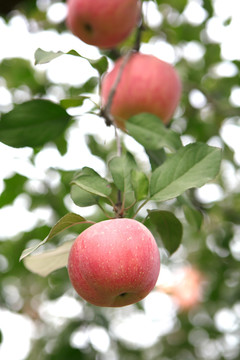 秋天枝头成熟的红苹果